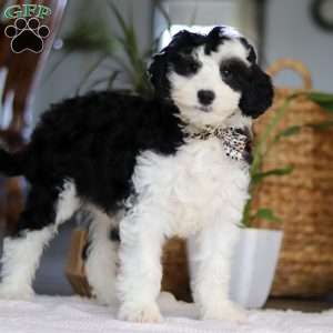 Thumper, Mini Sheepadoodle Puppy